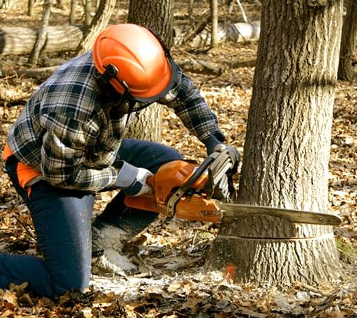 Tree Removal in La Crosse, KS